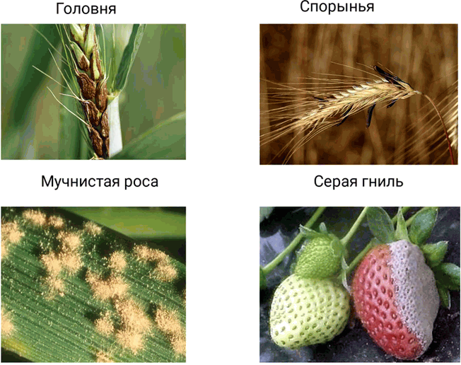 Иллюстрация к решению «Параграф 16 ГДЗ Пасечник 5 класс Бактерии Грибы Растения (Биология)», 8