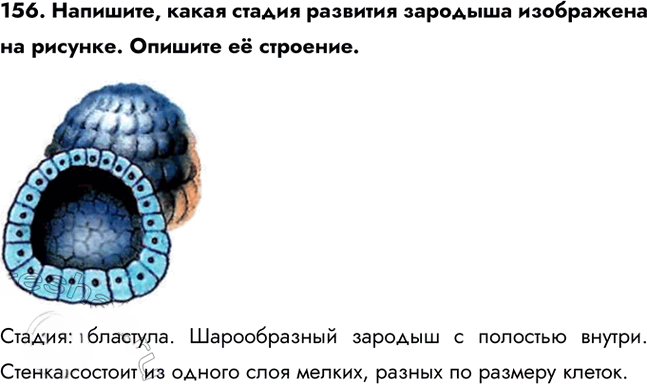 Иллюстрация к решению «Задание 156 ГДЗ Рабочая тетрадь Сонин 6 класс (Биология)», 1
