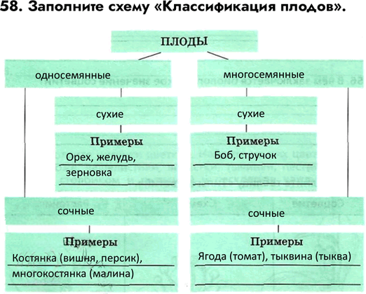 Иллюстрация к решению «Задание 58 ГДЗ Рабочая тетрадь Сонин 6 класс (Биология)», 1