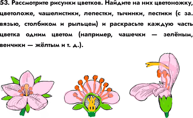 Иллюстрация к решению «Задание 53 ГДЗ Рабочая тетрадь Сонин 6 класс (Биология)», 1