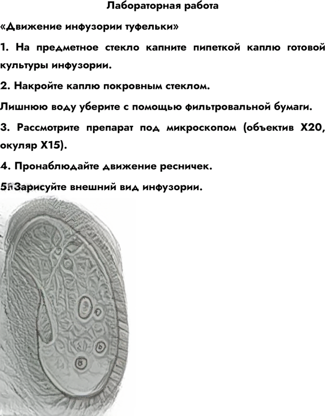 Иллюстрация к решению «Лабораторная работа 10 ГДЗ Рабочая тетрадь Сонин 6 класс (Биология)», 1