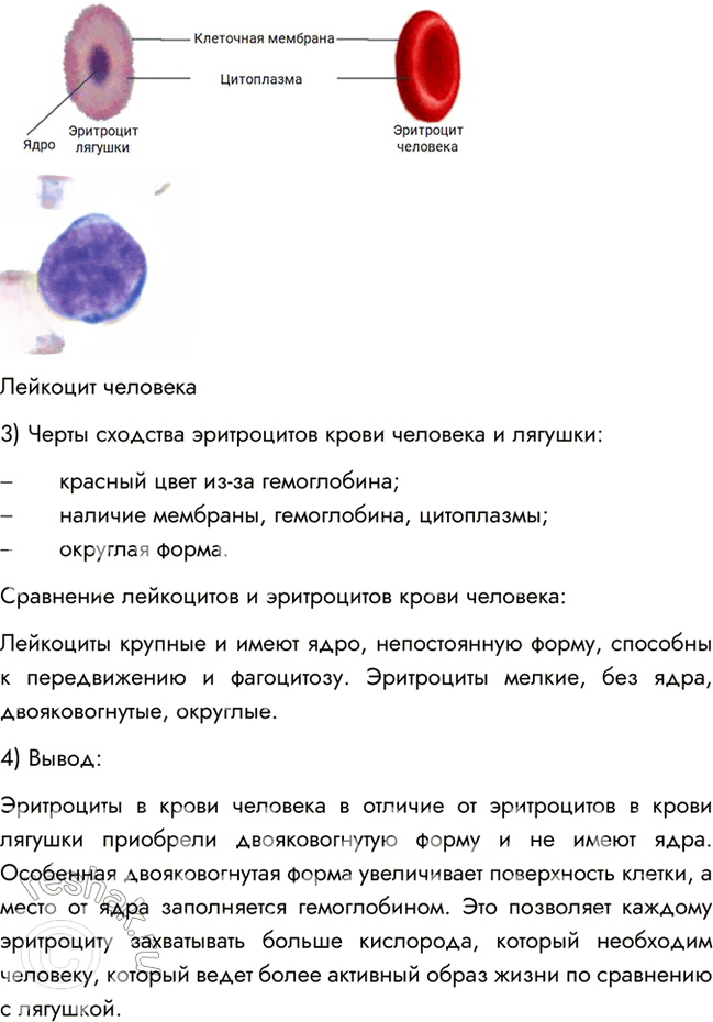 Иллюстрация к решению «Параграф 15 ГДЗ Пасечник 8 класс (Биология)», 3