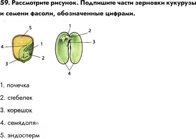 Иллюстрация к решению «Задание 59 ГДЗ Рабочая тетрадь Сонин 6 класс (Биология)», 1