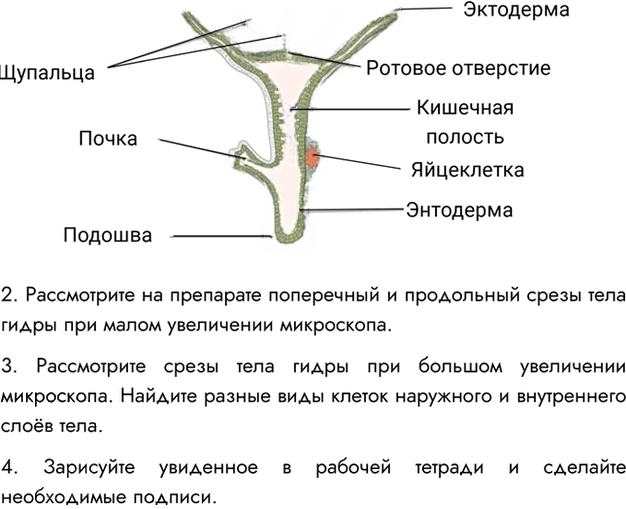 Иллюстрация к решению «Параграф 7 ГДЗ Пасечник 7 класс (Биология)», 2