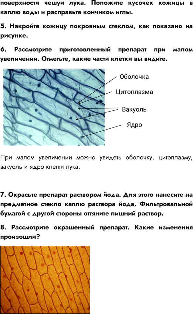Иллюстрация к решению «Параграф 7 ГДЗ Пасечник 5 класс Бактерии Грибы Растения (Биология)», 2