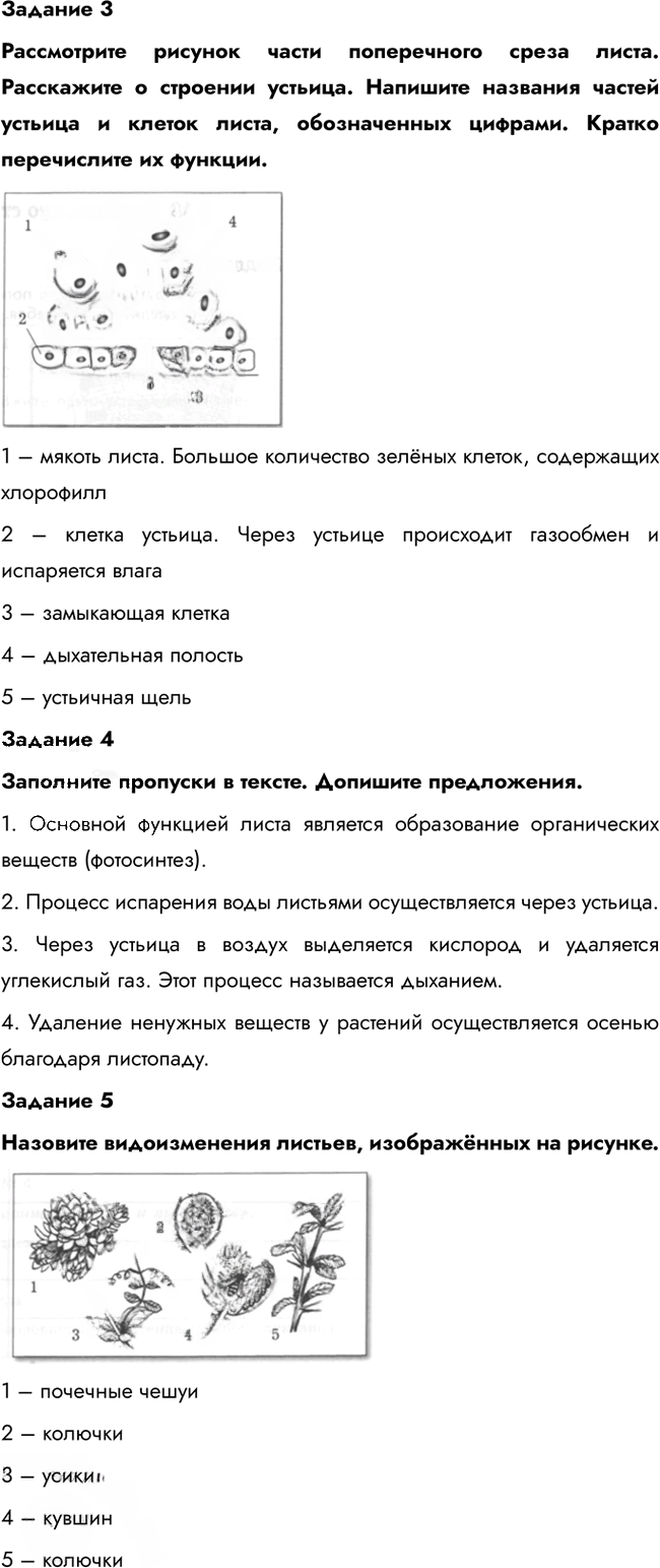 Иллюстрация к решению «Параграф 9 ГДЗ Рабочая тетрадь Пономарева 6 класс (Биология)», 3