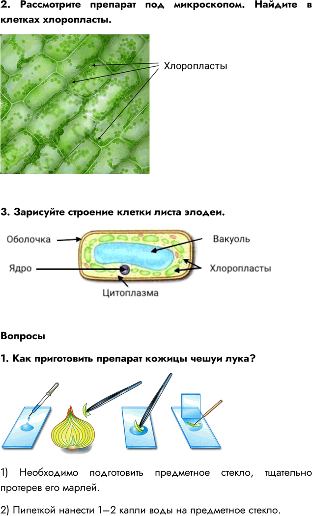 Иллюстрация к решению «Параграф 7 ГДЗ Пасечник 5 класс Бактерии Грибы Растения (Биология)», 4