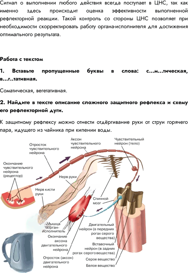 Иллюстрация к решению «Параграф 7 ГДЗ Сивоглазов Каменский 8 класс (Биология)», 4