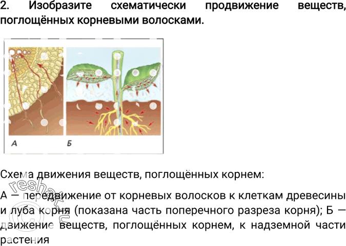 Иллюстрация к решению «Задание 2 Параграф 13 ГДЗ Пономарева 6 класс (Биология)», 1