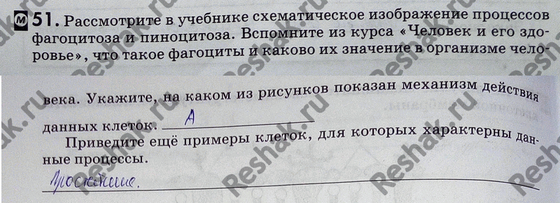 Иллюстрация к решению «Упр.51 ГДЗ Рабочая тетрадь Пасечник 9 класс (Биология)», 1
