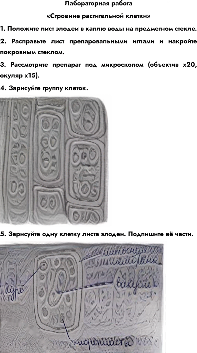 Иллюстрация к решению «Лабораторная работа 1 ГДЗ Рабочая тетрадь Сонин 6 класс (Биология)», 1